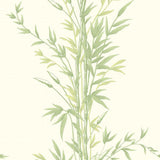 100/5023 - Bamboo