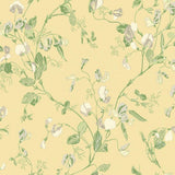 100/6029 - Sweet Pea