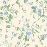 100/6031 - Sweet Pea 1