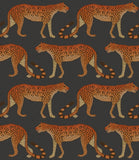 109/2008 - Leopard Walk