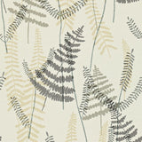 Athyrium - 110212