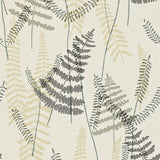 Athyrium - 110212