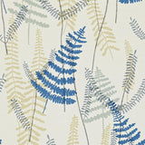 Athyrium - 110213