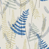 Athyrium - 110213