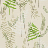 Athyrium - 110215