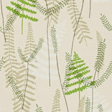 Athyrium - 110215