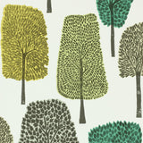 Cedar - 111083