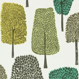 Cedar - 111083