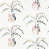 Crassula - 111992