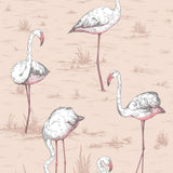 112/11039 - Flamingos