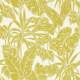 Parlour Palm - 112022