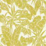 Parlour Palm - 112022