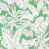 Parlour Palm - 112024