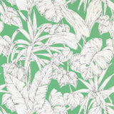 Parlour Palm - 112024