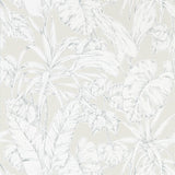Parlour Palm - 112026