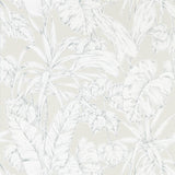 Parlour Palm - 112026