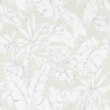 Parlour Palm - 112026