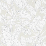 Parlour Palm - 112026