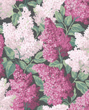 115/1001 - Lilac