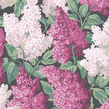 115/1001 - Lilac