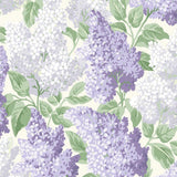 115/1004 - Lilac