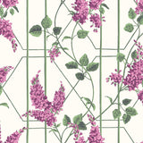 115/5013 - Wisteria