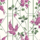115/5013 - Wisteria
