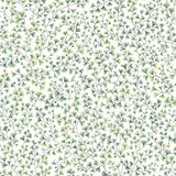 115/6018 - Maidenhair