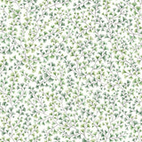 115/6018 - Maidenhair