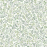 115/6018 - Maidenhair