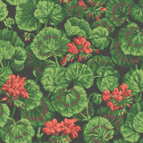 117/11033 - Geranium