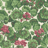 117/11034 - Geranium