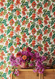 117/6016 - Bougainvillea