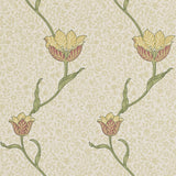 Garden Tulip - 210392