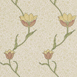 Garden Tulip - 210392