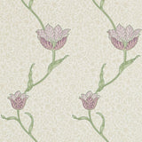 Garden Tulip - 210393