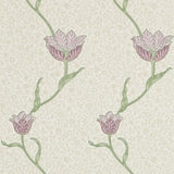 Garden Tulip - 210393