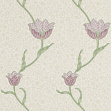 Garden Tulip - 210393