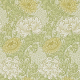 Chrysanthemum - 212545