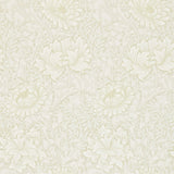 Chrysanthemum - 212546
