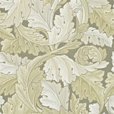 Acanthus - 212552