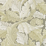 Acanthus - 212552