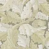 Acanthus - 212552