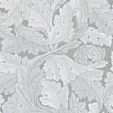 Acanthus - 212553