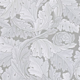 Acanthus - 212553