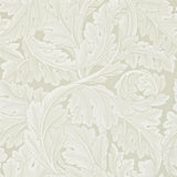 Acanthus - 212554