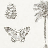 Cocos - 213384