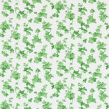 Hedera - 214593