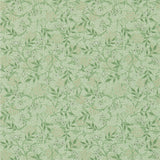 Jasmine - 214722