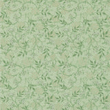 Jasmine - 214722